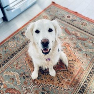 Meet your Posher, Holly